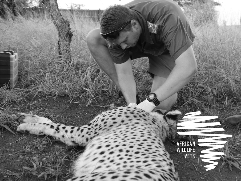 African Wildlife Vets